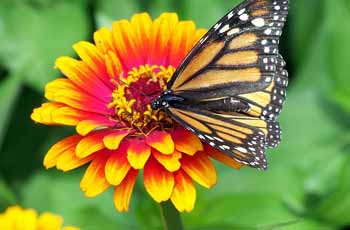 手机号验证码轰炸平台