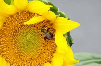 在线电话轰炸网页版