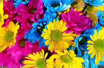 云呼免费网络电话